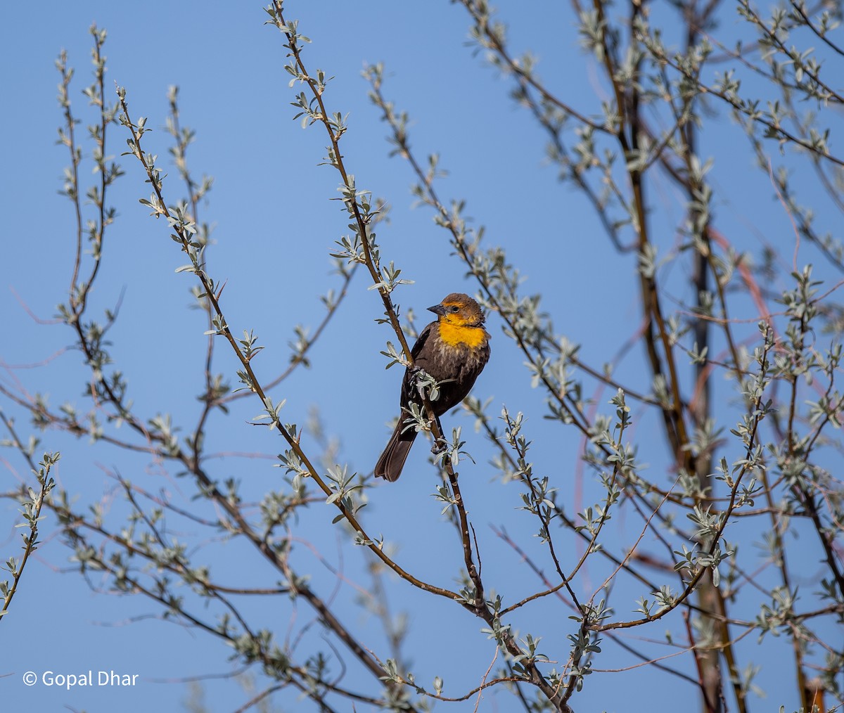 Yellow-headed Blackbird - ML446451411