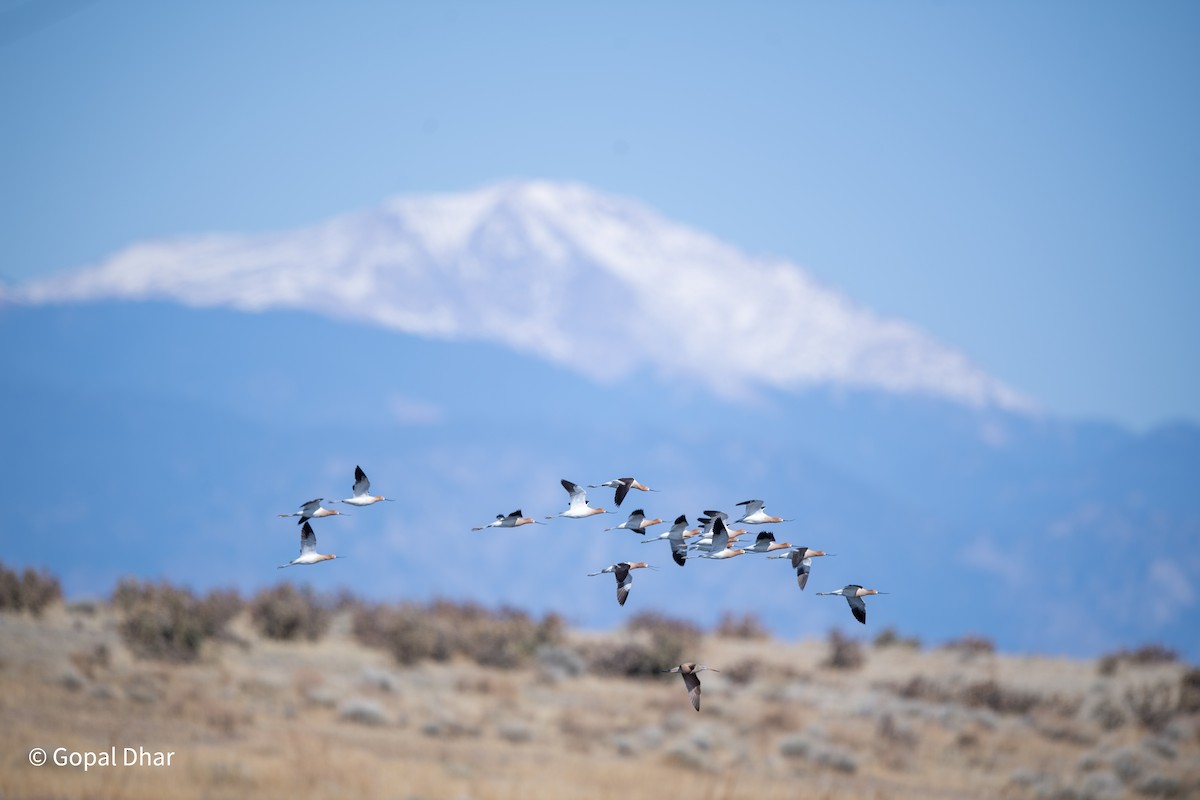 Marbled Godwit - ML446452851