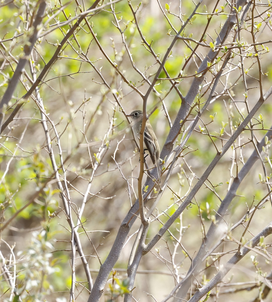 Willow Flycatcher - ML446453101