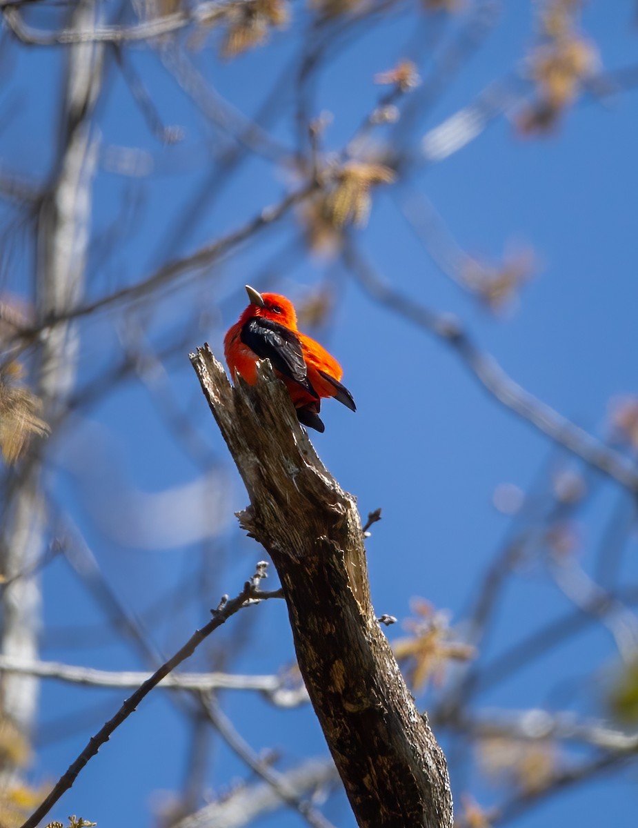 Scarlet Tanager - ML446453281