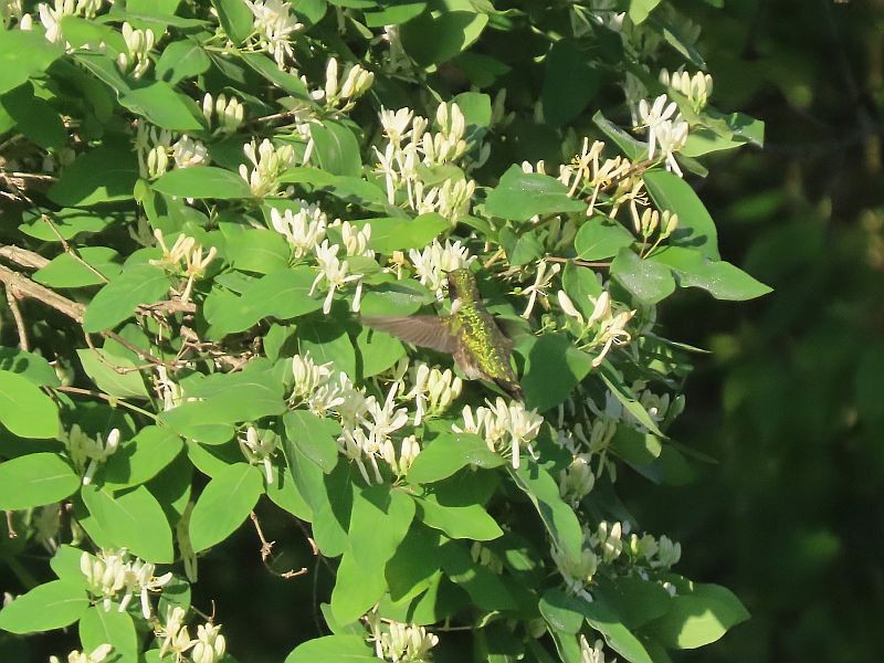 Ruby-throated Hummingbird - ML446455691