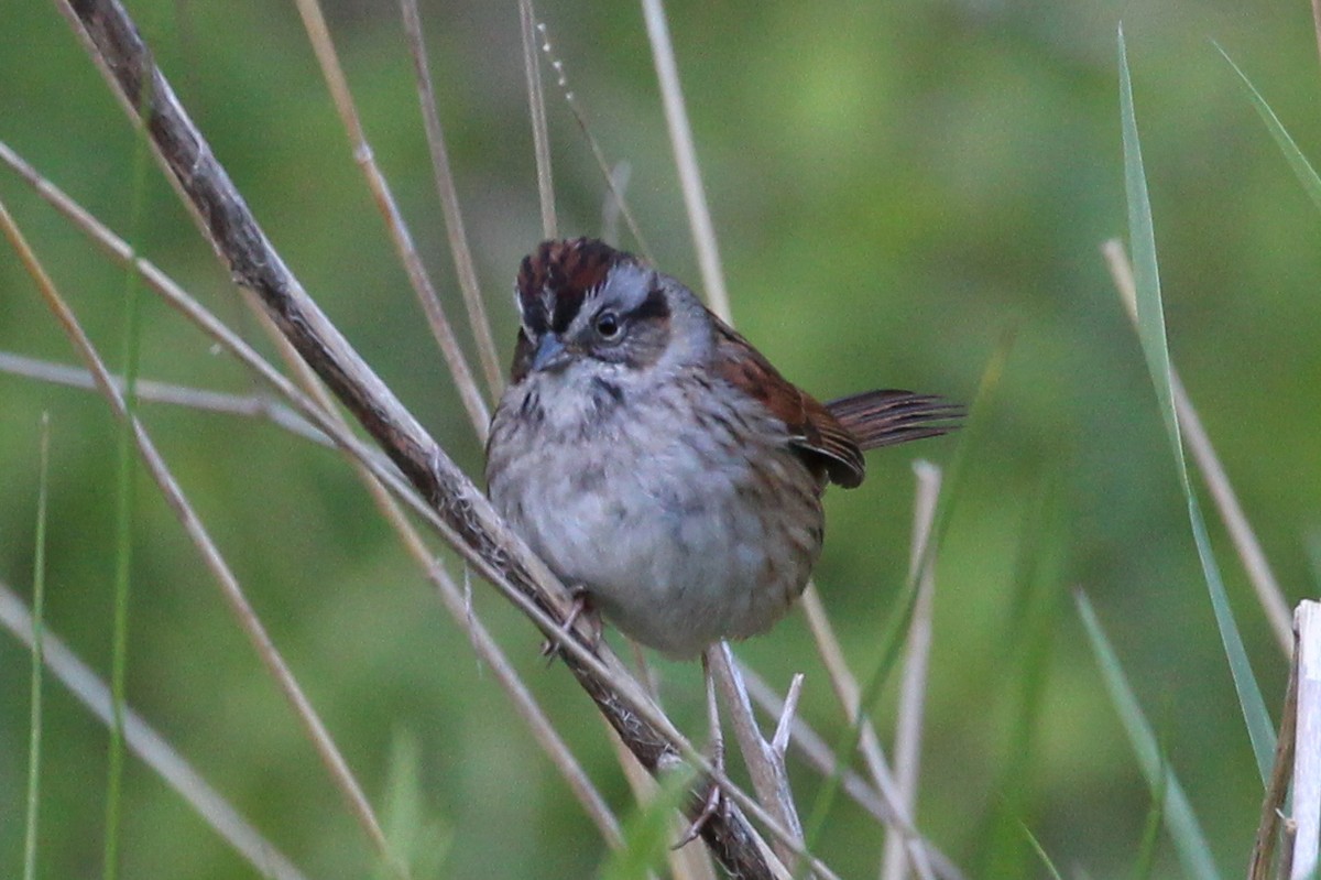 Swamp Sparrow - Derek Yoder