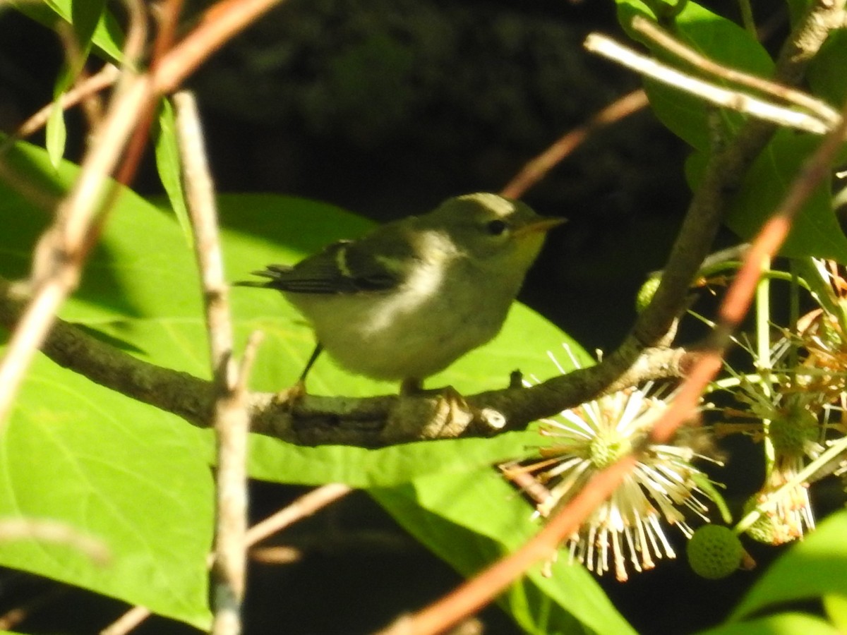 Northern Parula - ML446457291