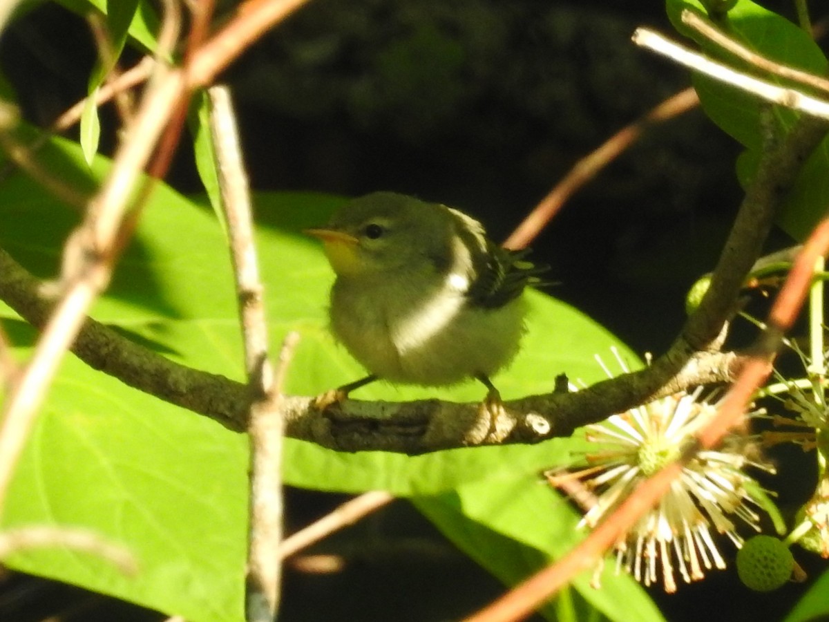 Parula Norteña - ML446457301