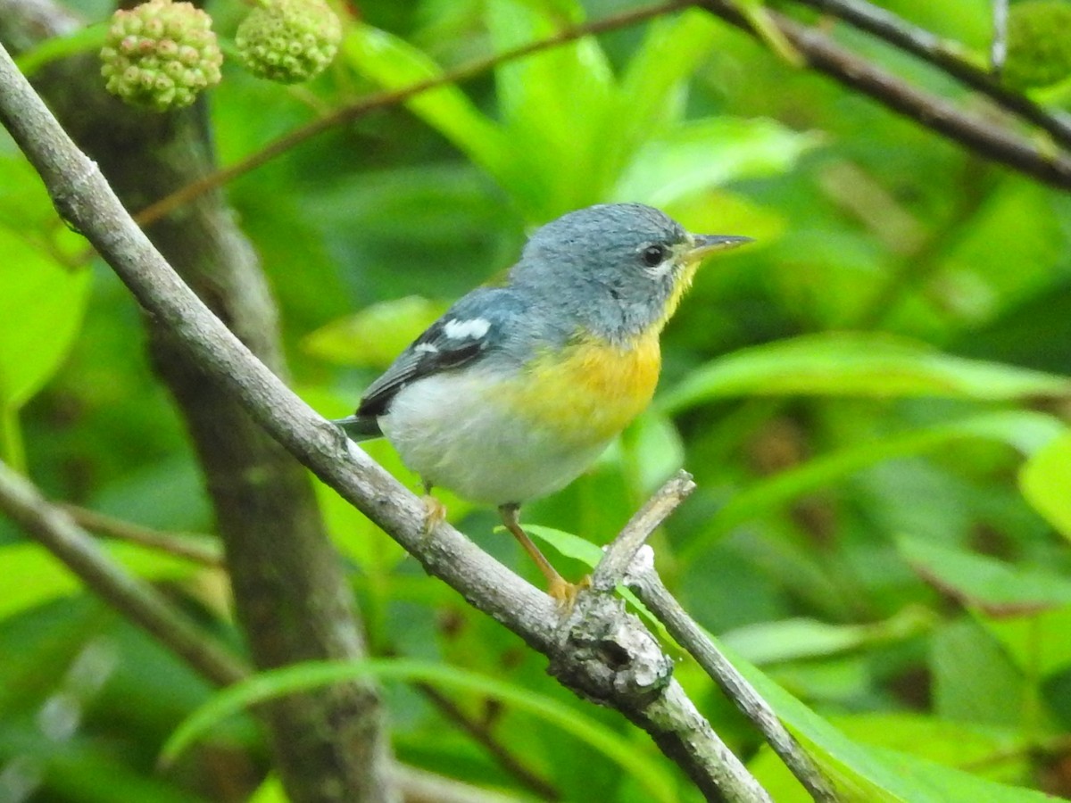 Northern Parula - ML446457311