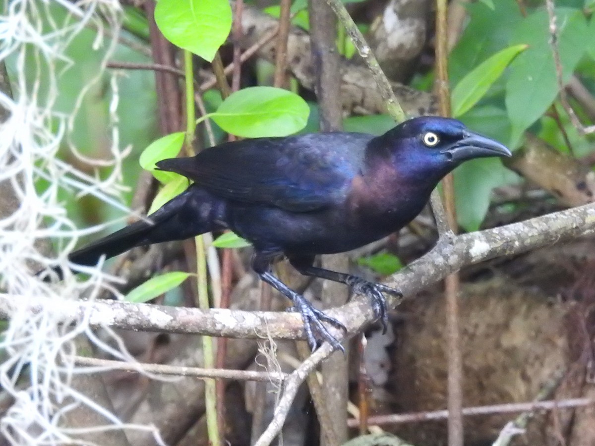 Common Grackle (Florida/Purple) - ML446457491