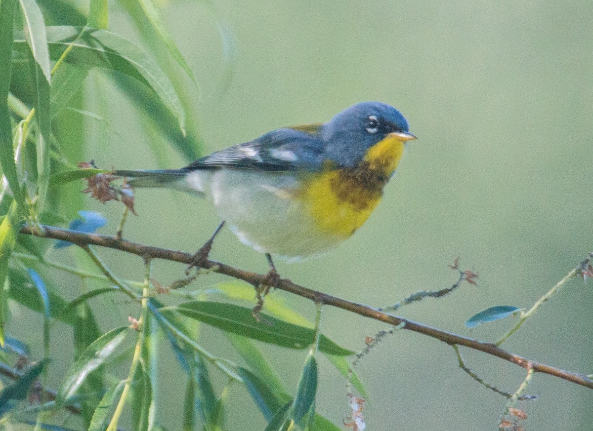 Northern Parula - ML446458011