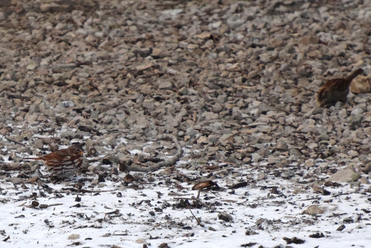 Fox Sparrow - ML44645831