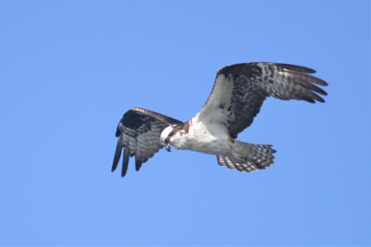 Osprey (carolinensis) - ML446458761