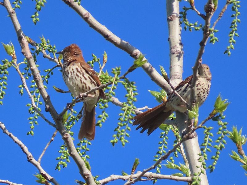 Brown Thrasher - ML446458951