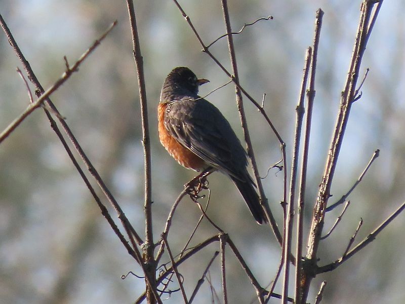 American Robin - ML446459421