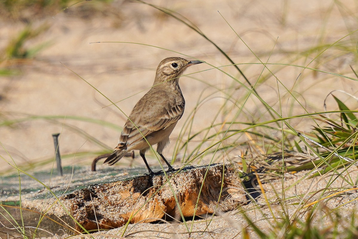 patagoniatunnelfugl - ML446459571