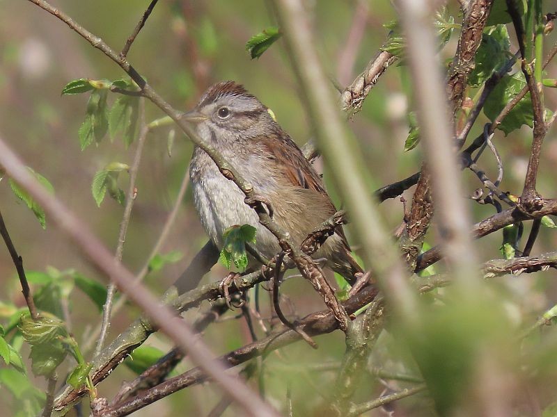 Swamp Sparrow - ML446460021