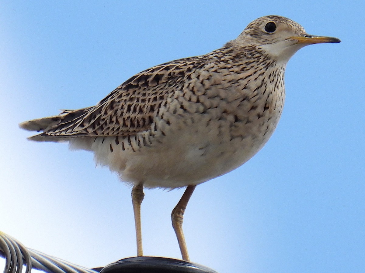 Upland Sandpiper - ML446460221