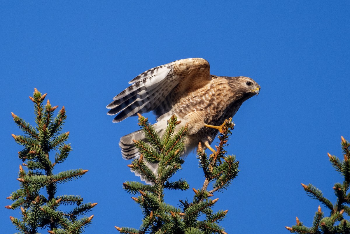 Red-shouldered Hawk - ML446460321