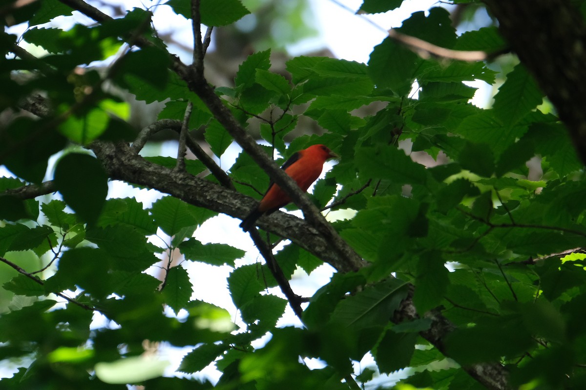 Scarlet Tanager - ML446461261