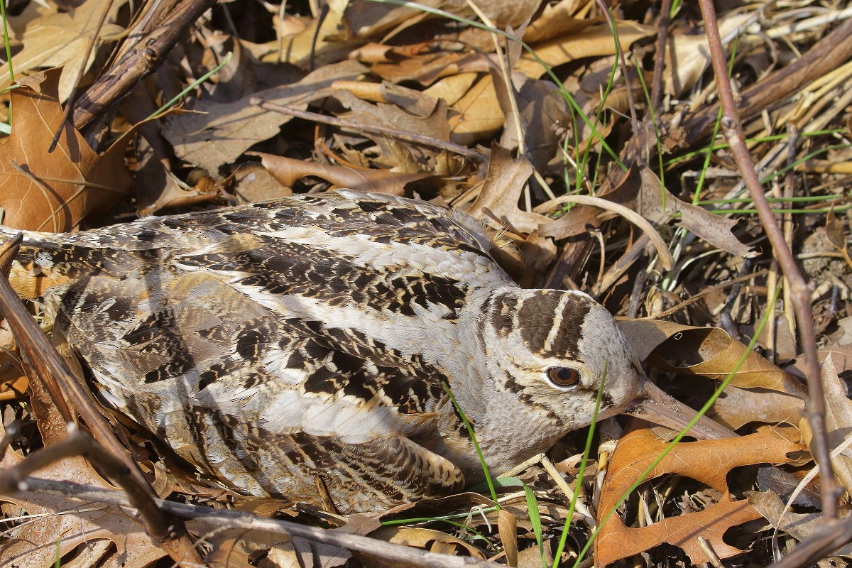 American Woodcock - Allen Woodliffe