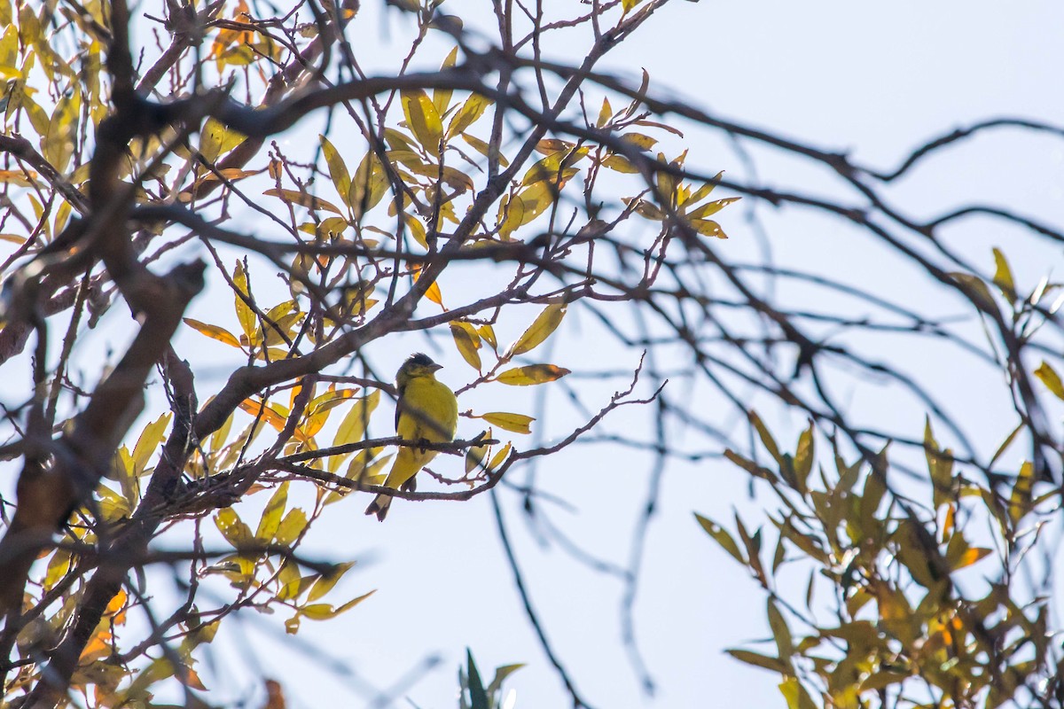 Lesser Goldfinch - ML446461921