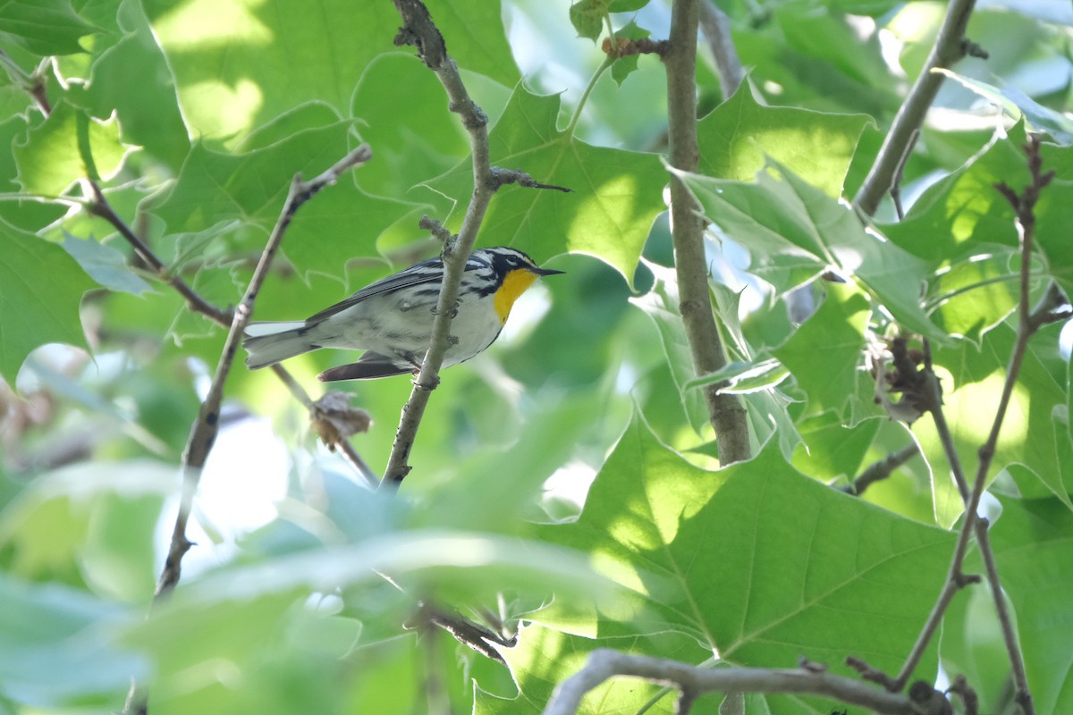 Yellow-throated Warbler - ML446462171