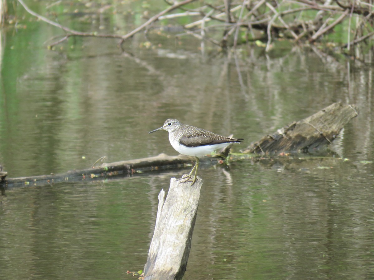 Solitary Sandpiper - ML446462311