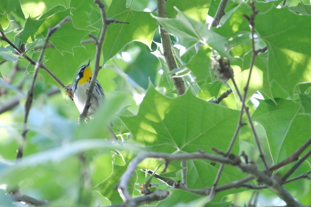 Yellow-throated Warbler - ML446462351