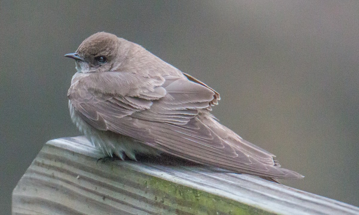 Northern Rough-winged Swallow - ML446462451