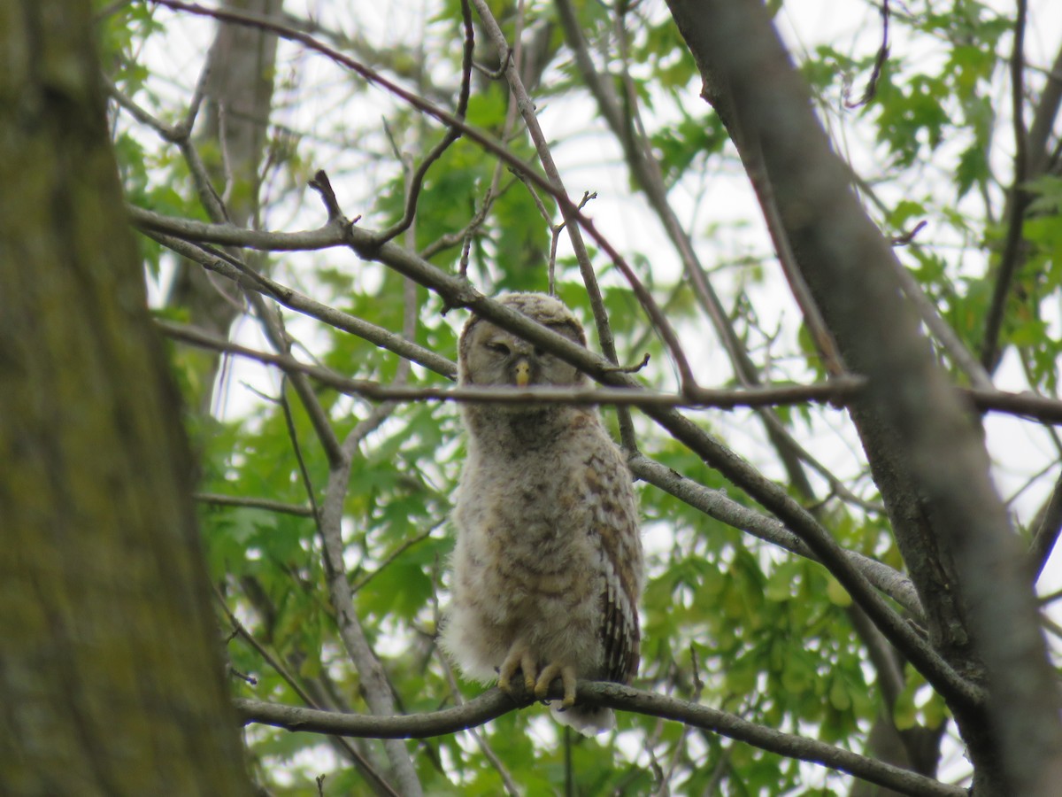 Barred Owl - ML446462471