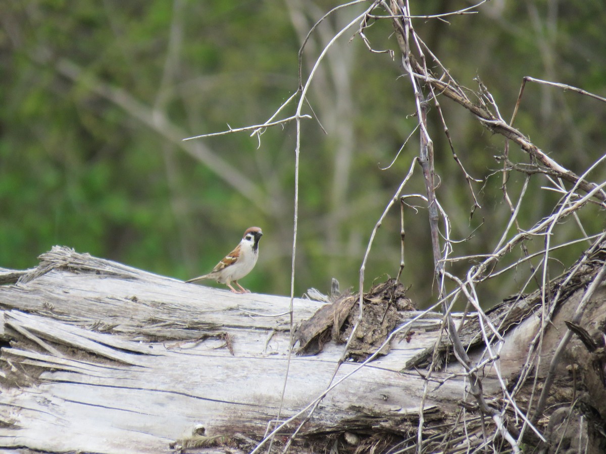 Eurasian Tree Sparrow - ML446462681