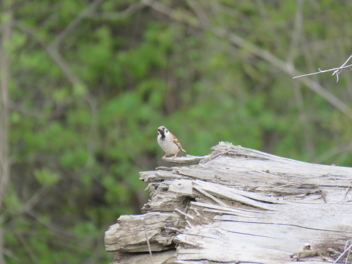 Eurasian Tree Sparrow - ML446462691