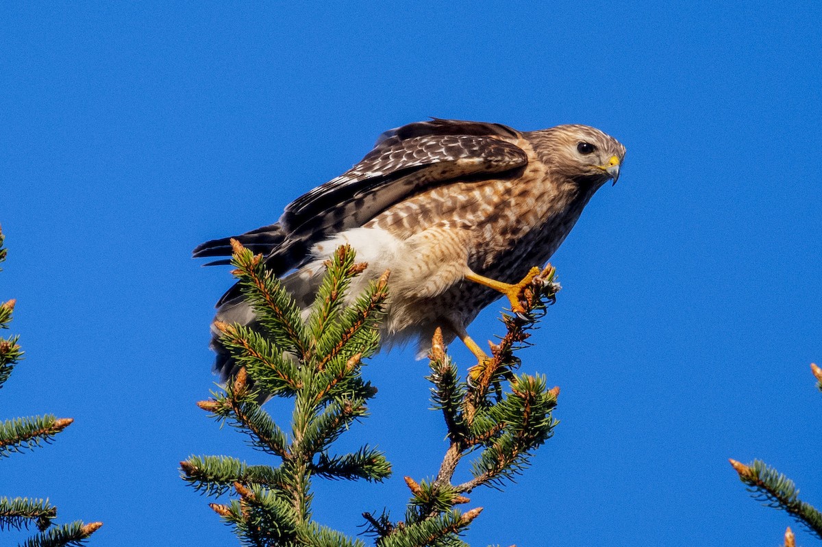 Rotschulterbussard - ML446462771