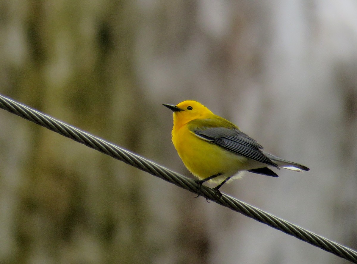 Prothonotary Warbler - ML446462881