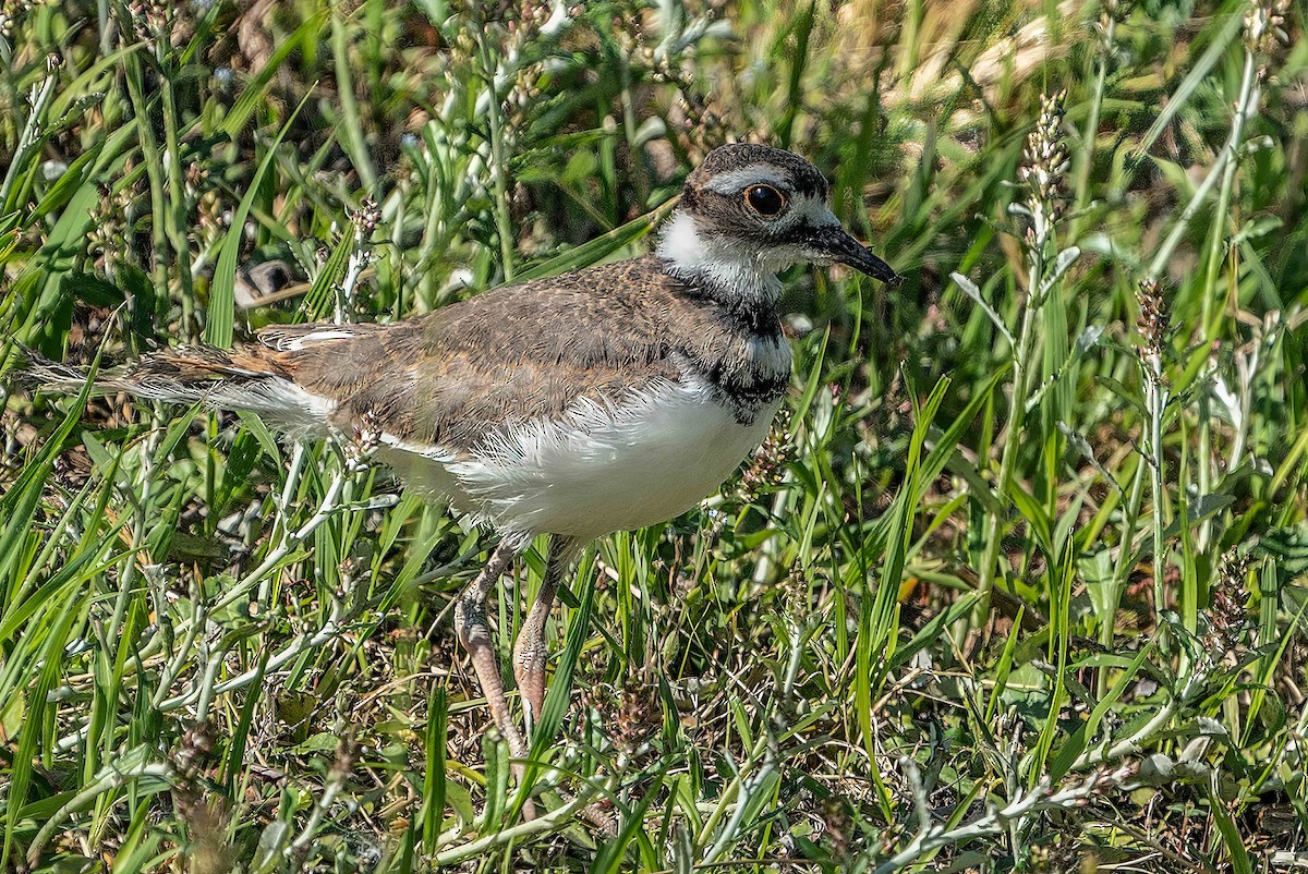 Killdeer - Bill Wood