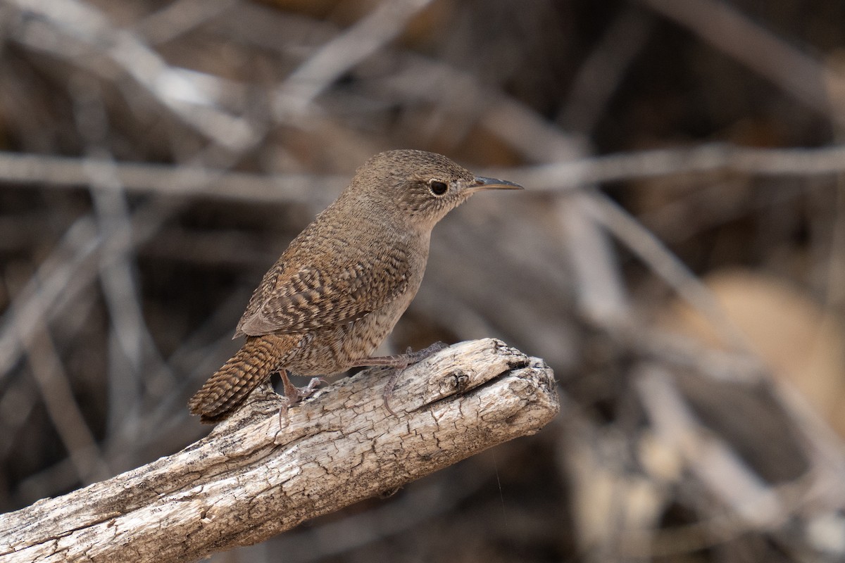Northern House Wren - ML446463231