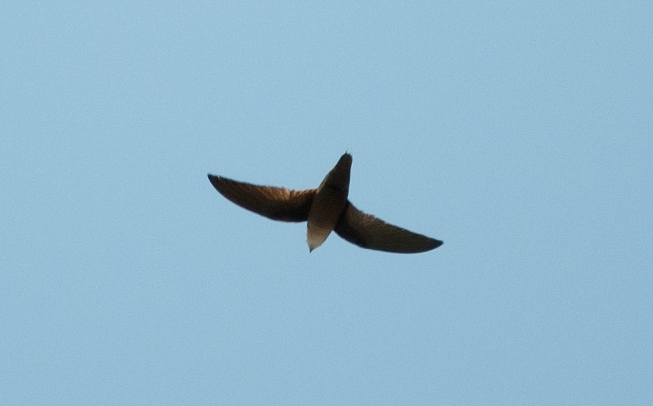 Chimney Swift - ML446463281