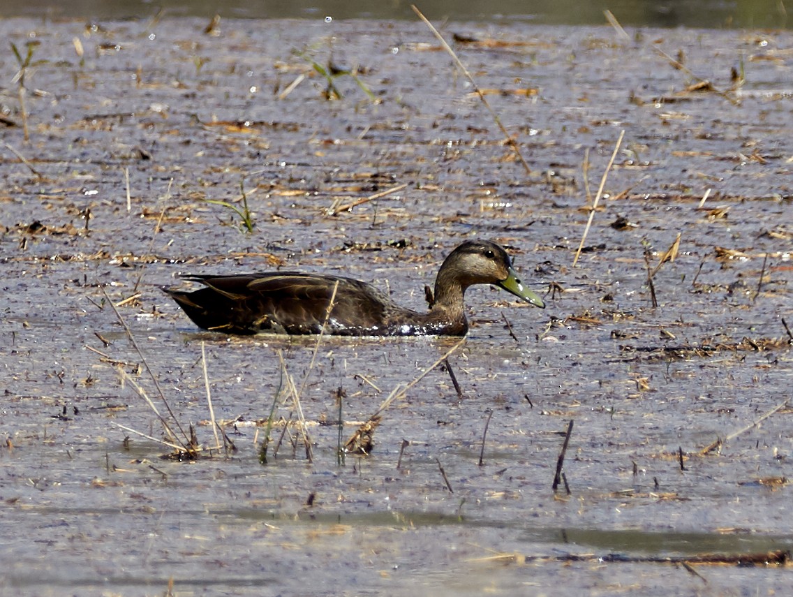 Canard noir - ML446465001