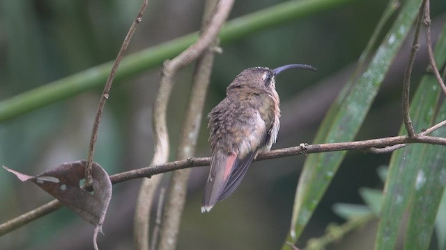 Ermite bronzé - ML446466531