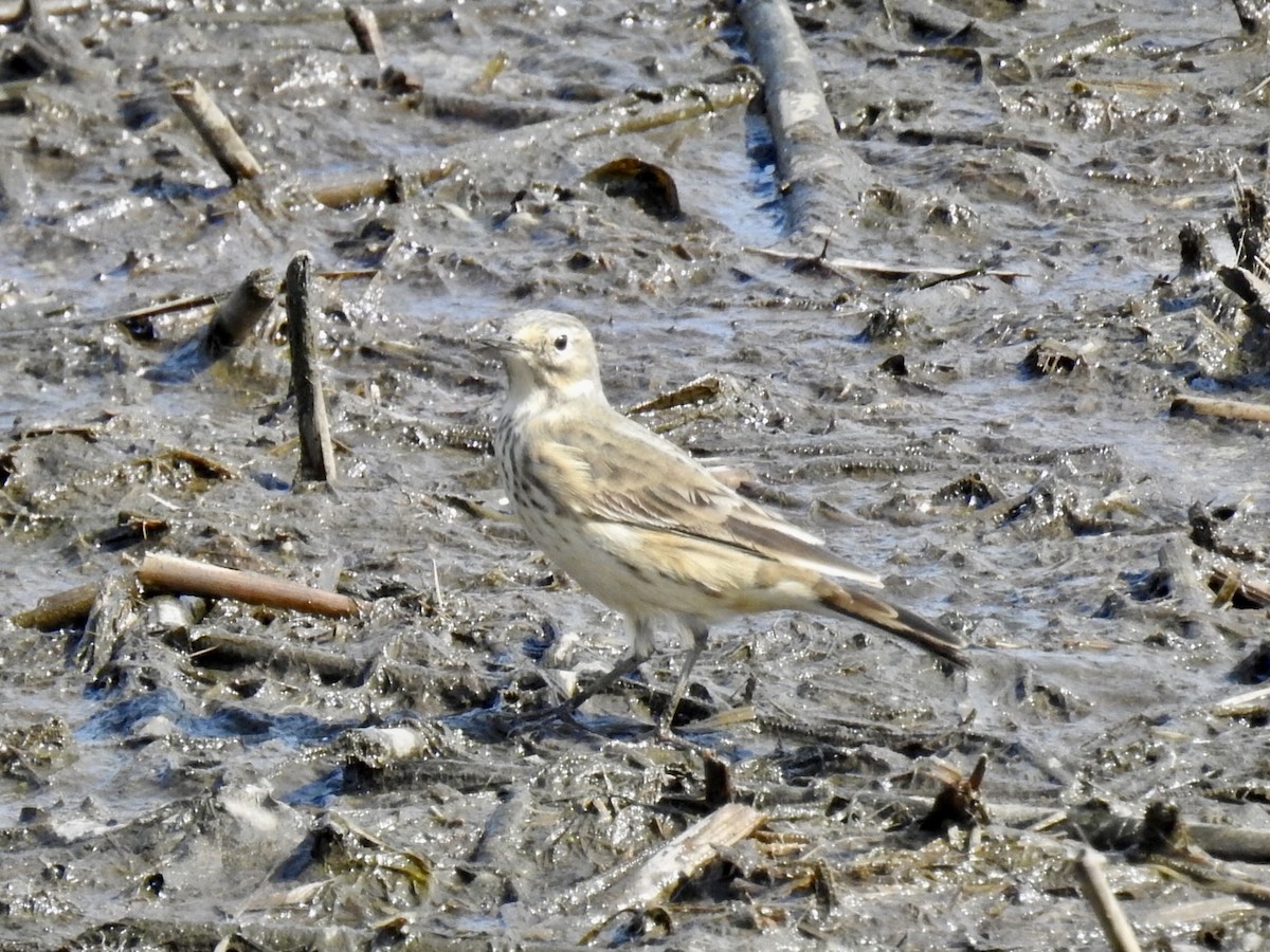 American Pipit - ML446467551