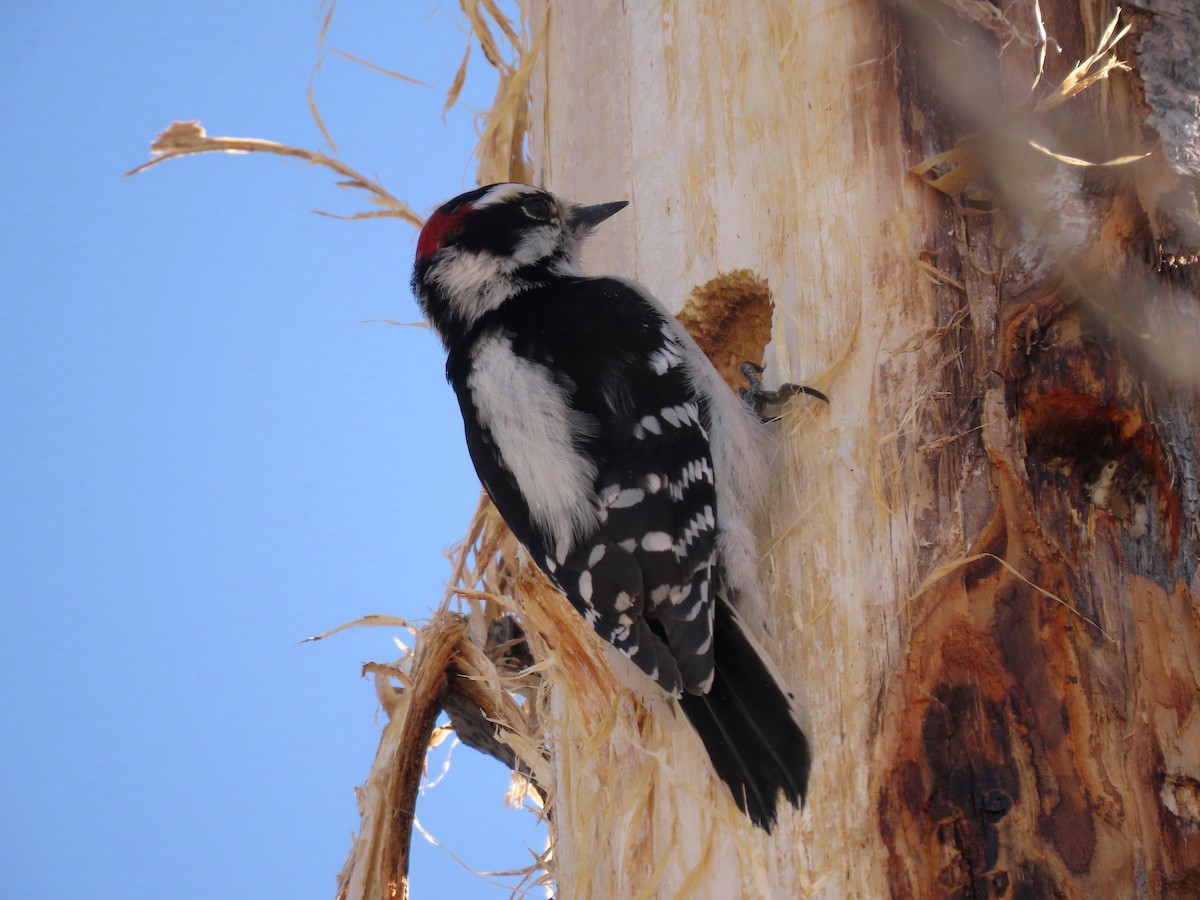 Downy Woodpecker - ML446468271