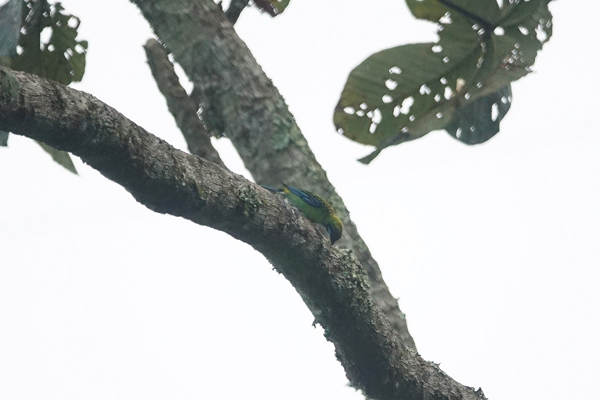 Blue-whiskered Tanager - Daniel Pacheco Osorio