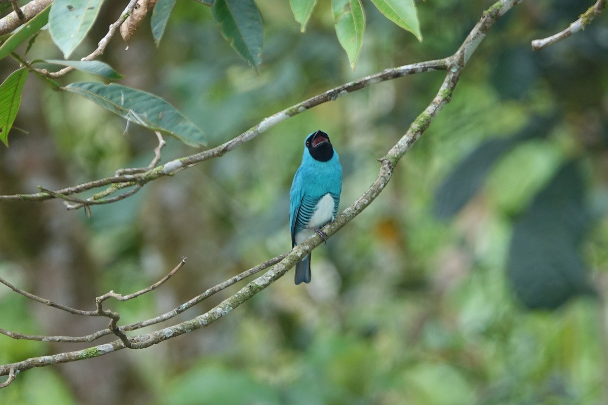 Swallow Tanager - Daniel Pacheco Osorio