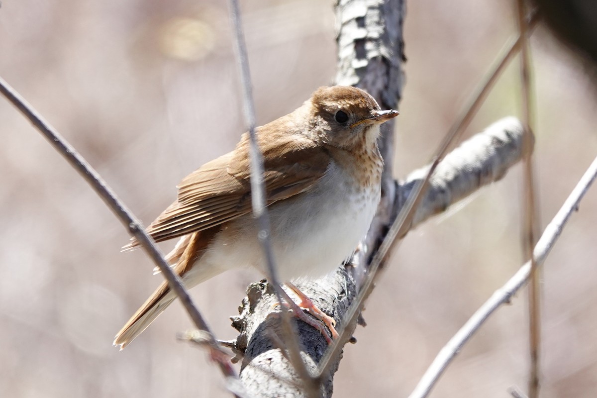 Veery - ML446470671