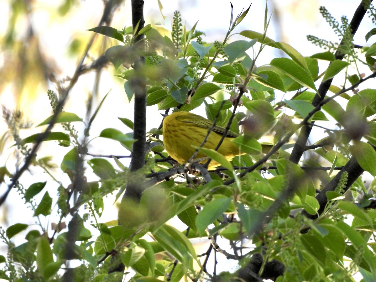 Yellow Warbler - ML446471321