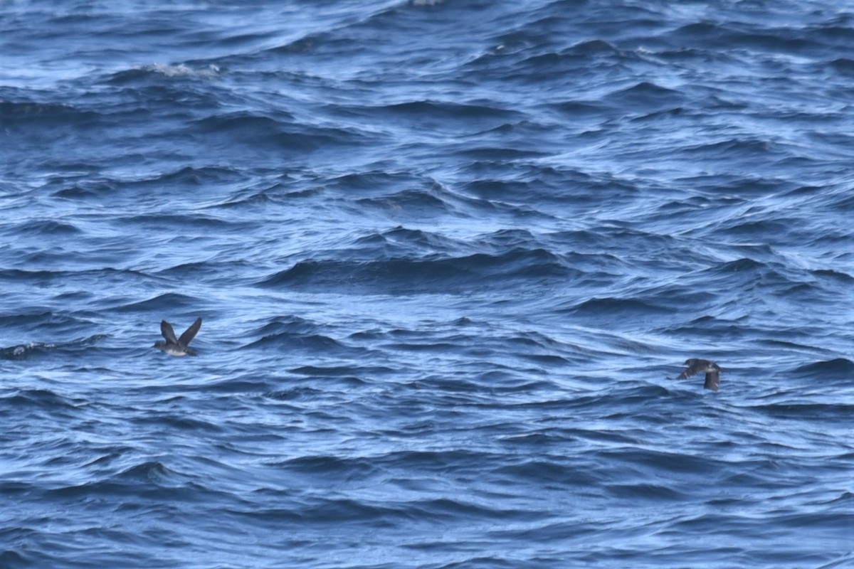 Cassin's Auklet - ML446471541