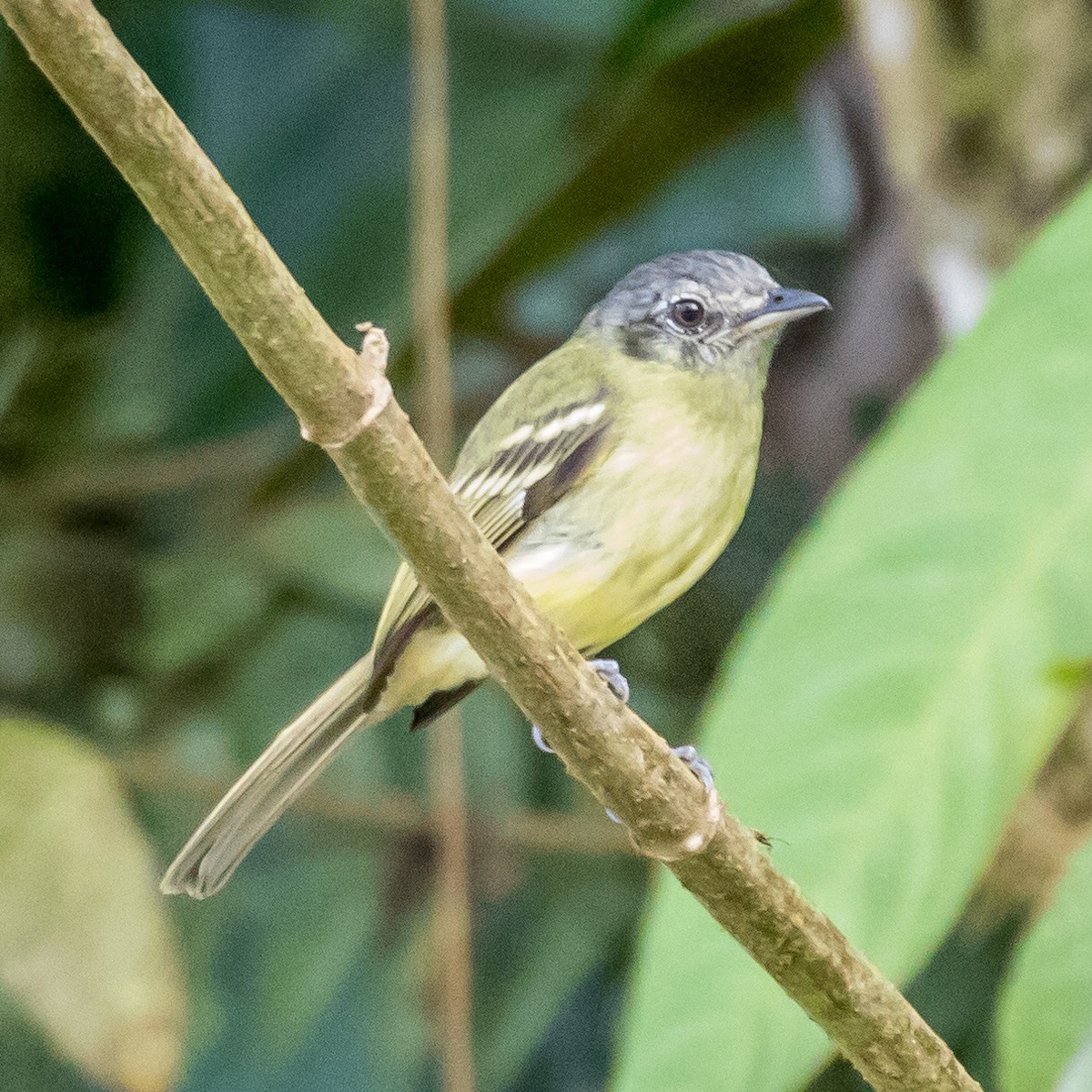 Yellow-olive Flatbill - ML44647161