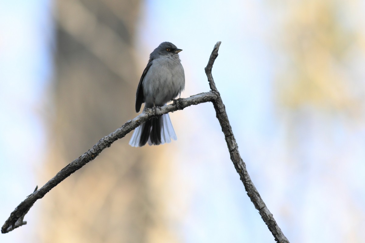 Yellow-eyed Junco - ML446471911