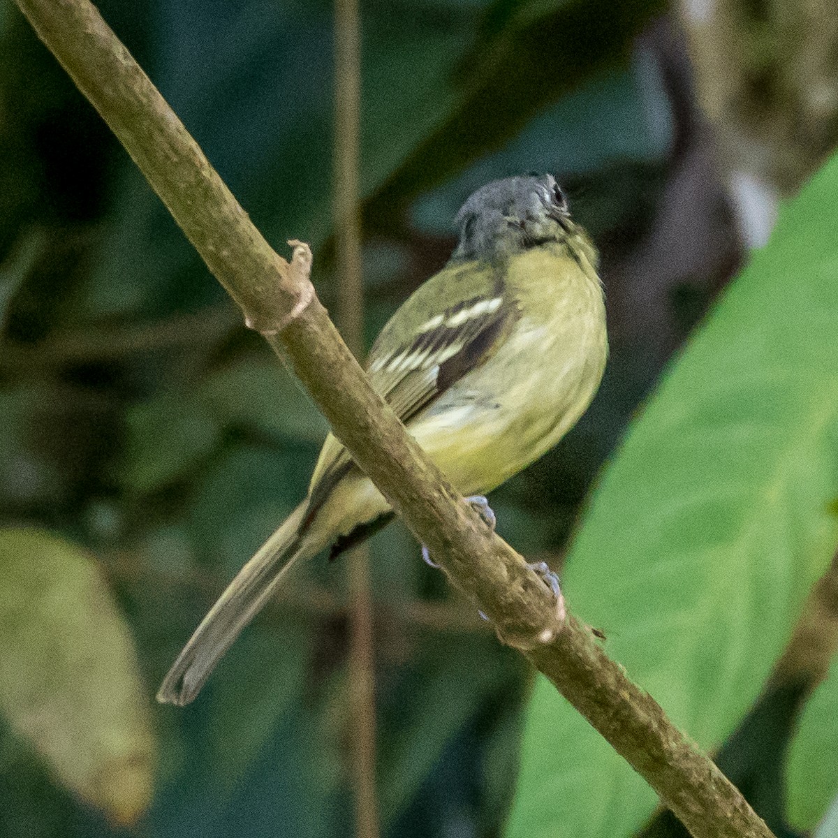 Yellow-olive Flatbill - ML44647211