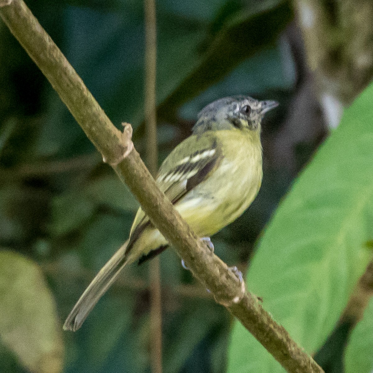 Yellow-olive Flatbill - Jesse Huth