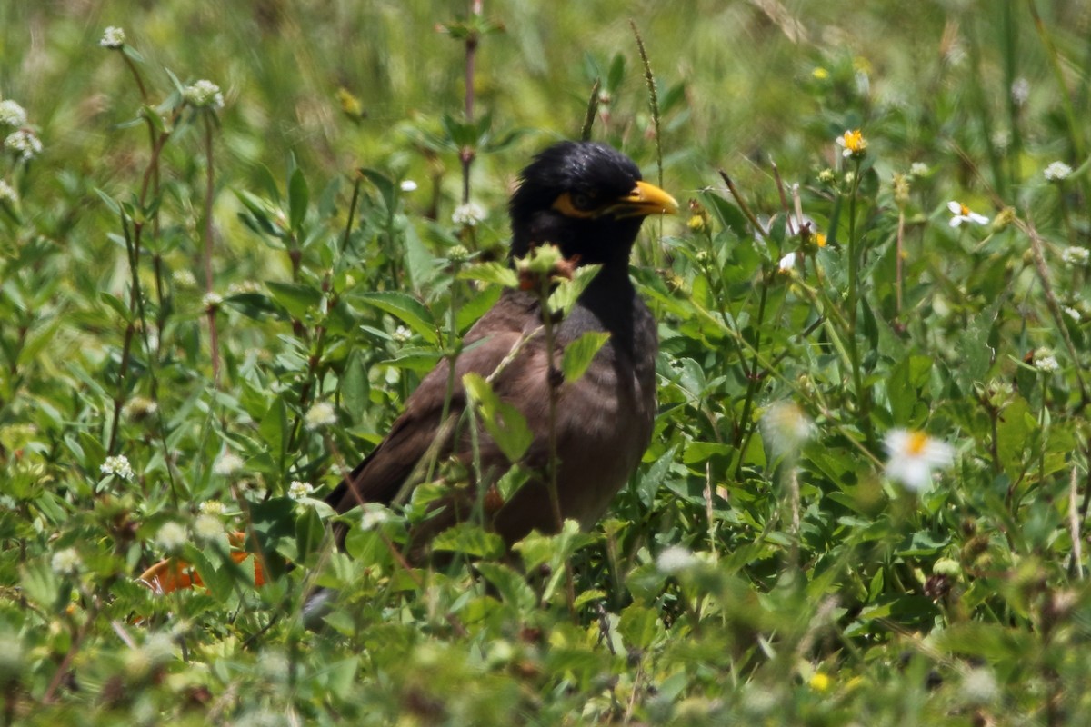 Common Myna - ML446473171