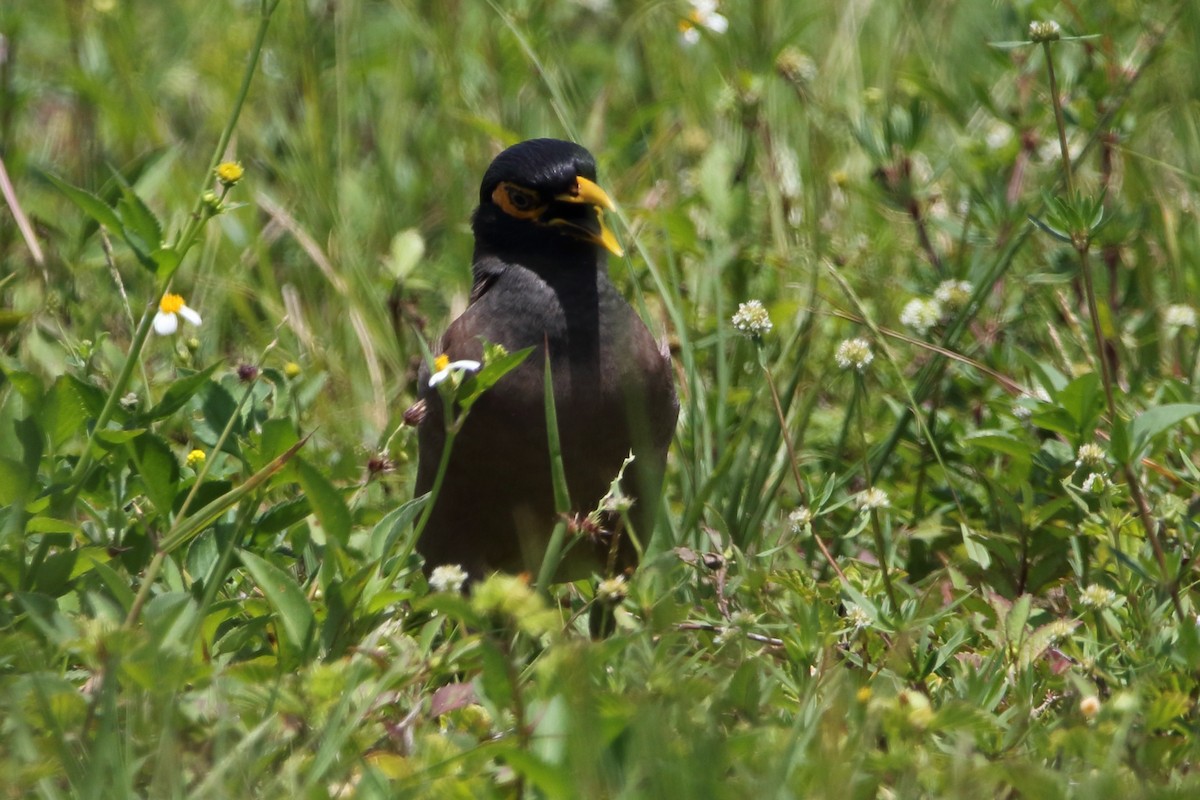 Common Myna - ML446473181