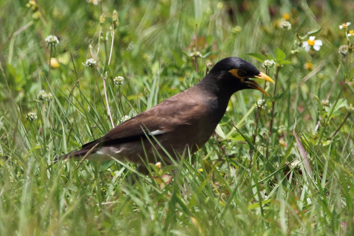 Common Myna - ML446473261